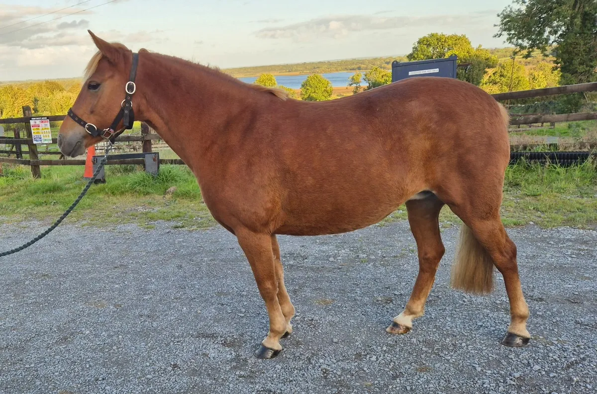 12.2 Chestnut Mare - Image 2