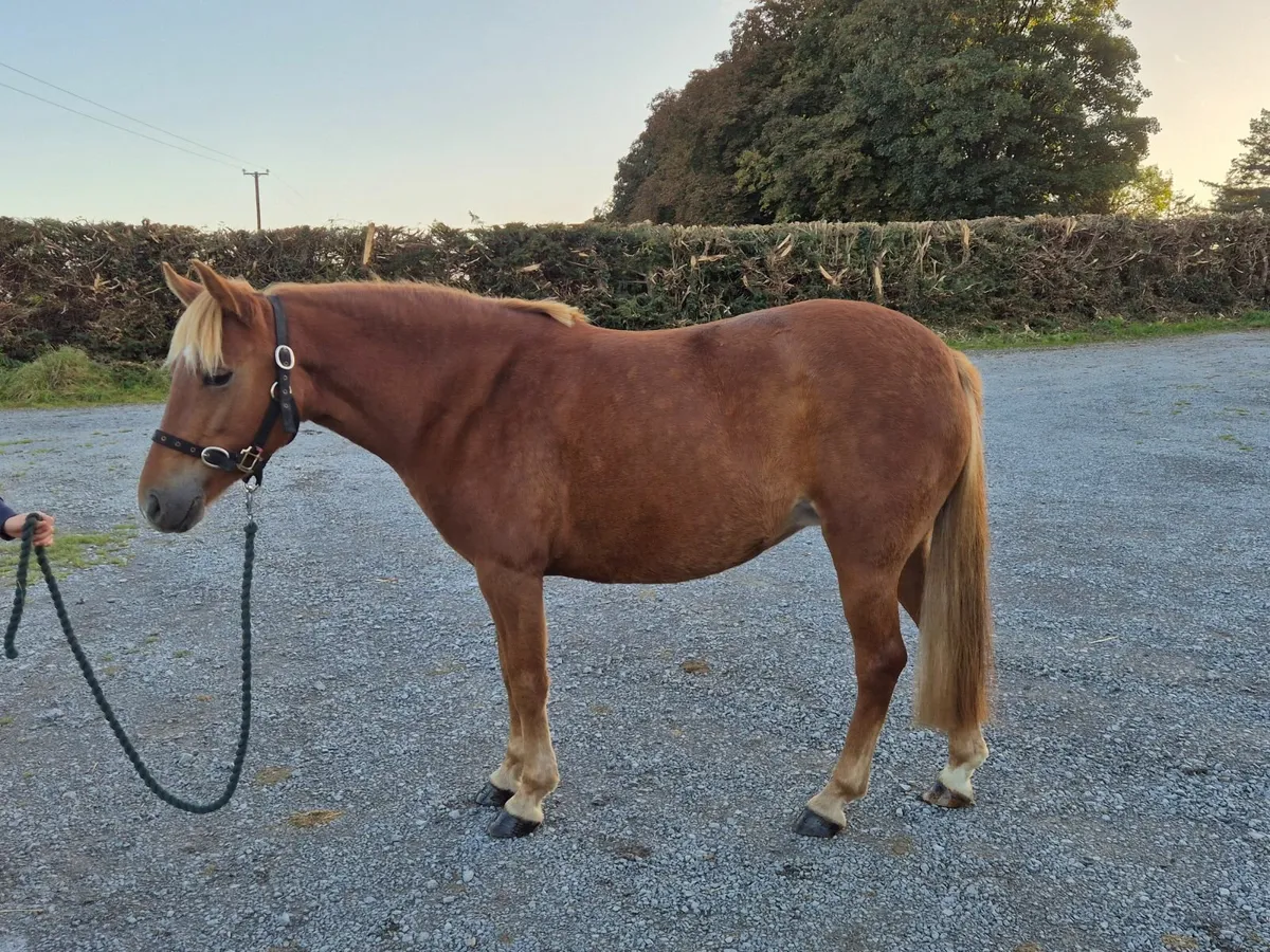12.2 Chestnut Mare - Image 3