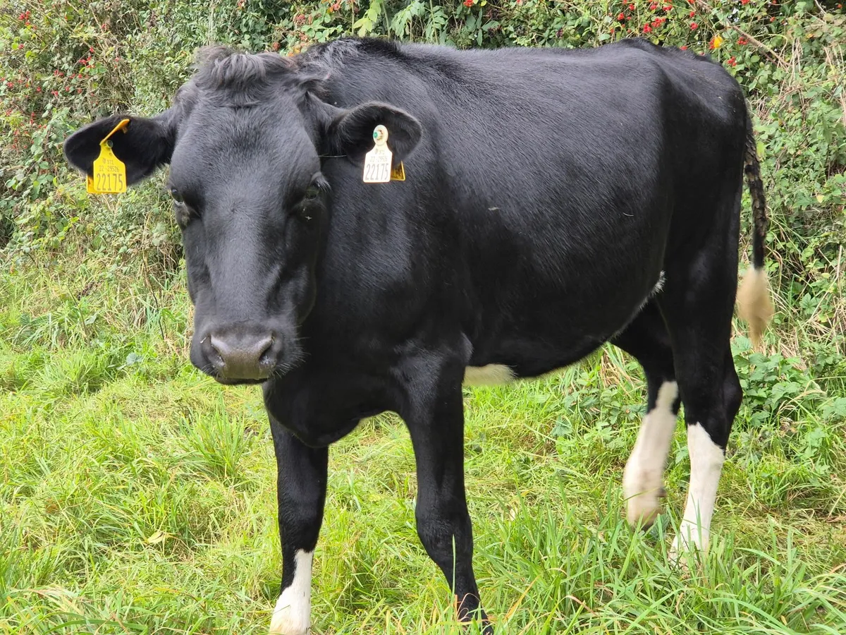 Incalf Heifers (with sexed AI straw) - Image 2
