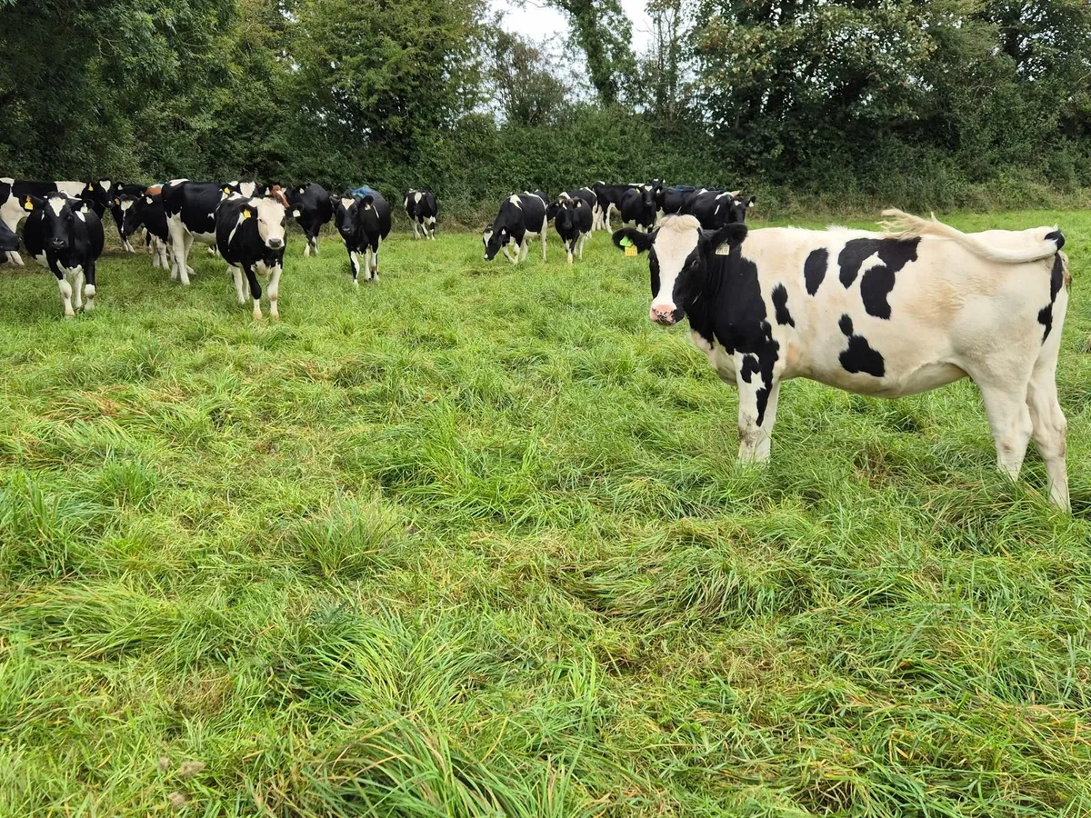 Incalf Heifers (with sexed AI straw) - Image 3