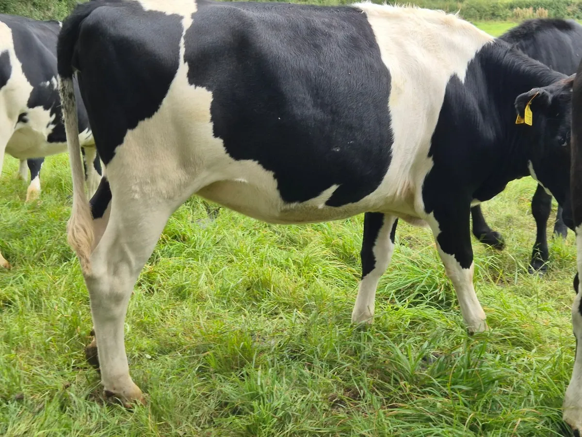 Incalf Heifers (with sexed AI straw) - Image 4