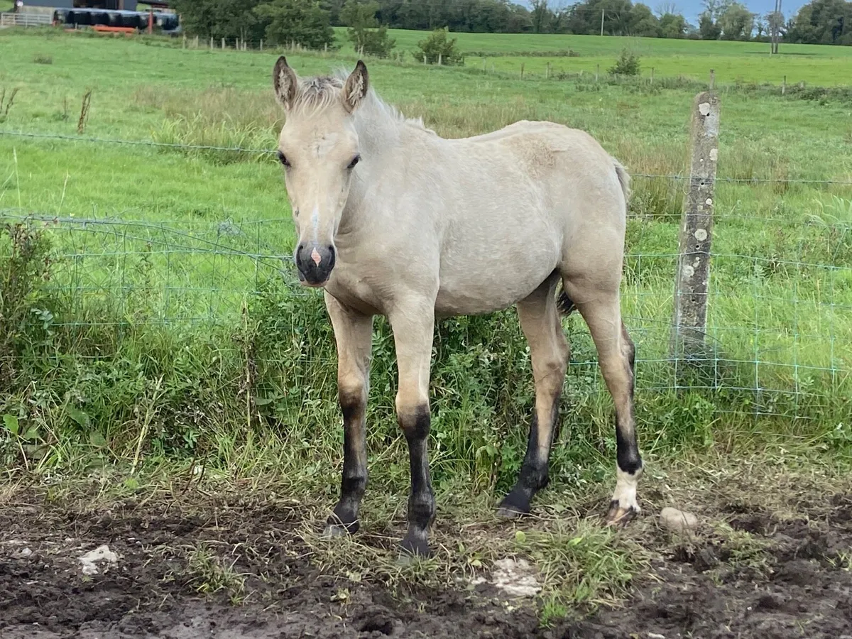 Quality Filly Foal - Image 3