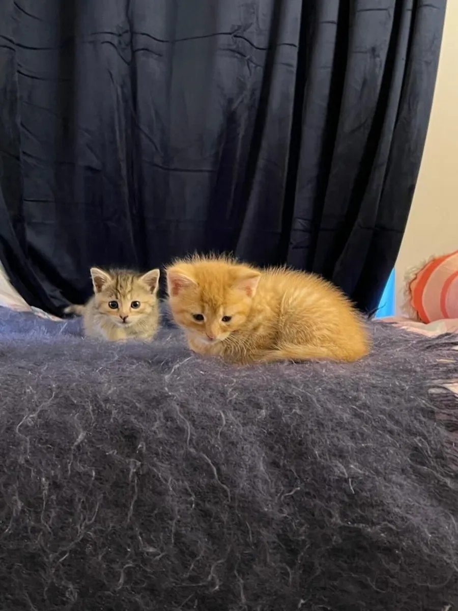 Ginger Kittens - Image 1