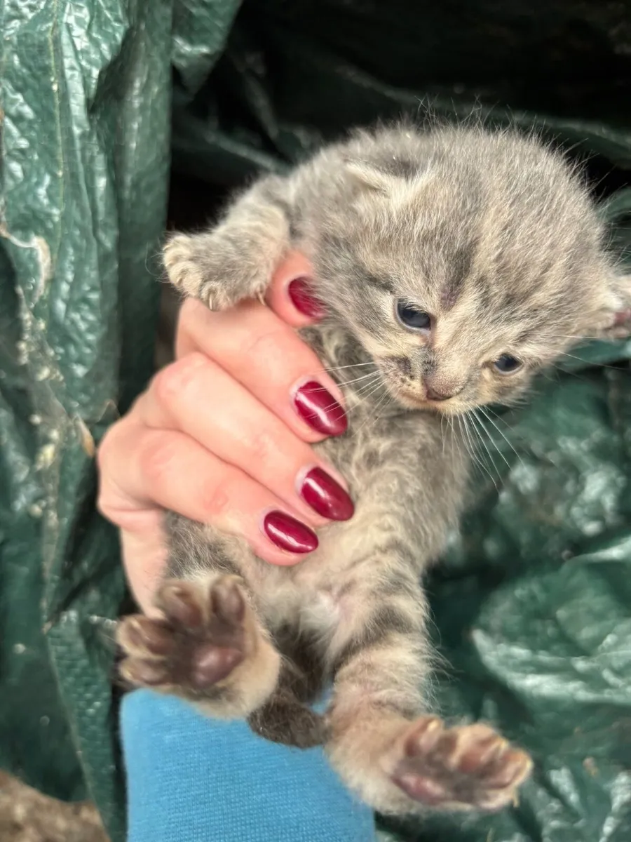 Ginger Kittens - Image 3