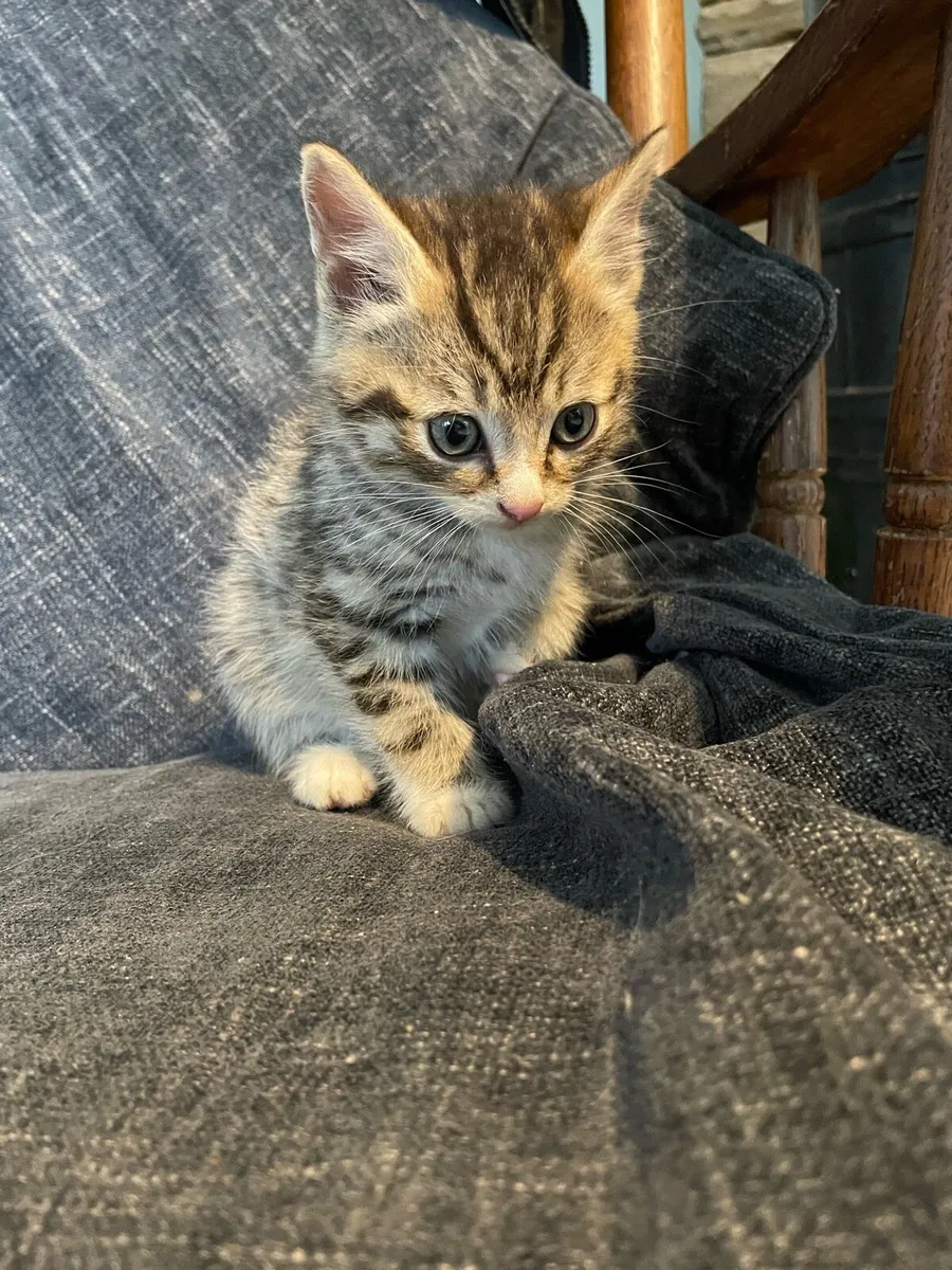 Norwegian forest cat x - Image 1