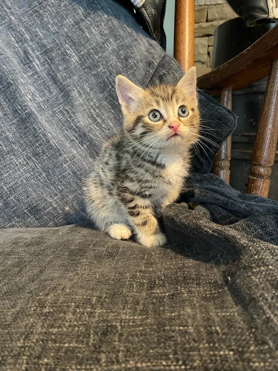 Norwegian forest cat x - Image 2