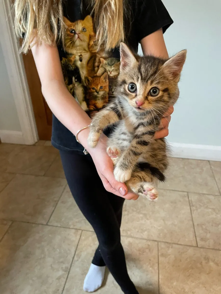 Norwegian forest cat x - Image 4