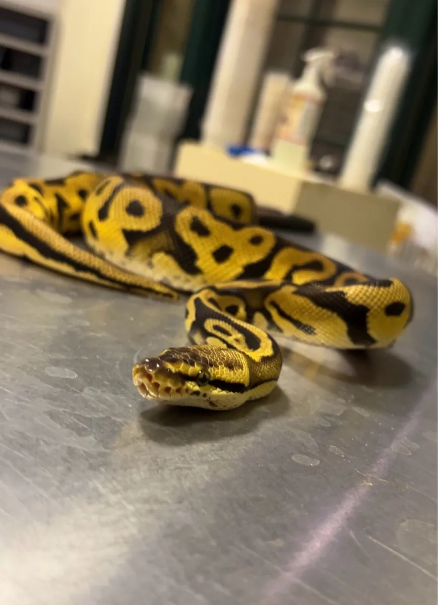 ROYAL PYTHON, CORN SNAKE, LEOPARD GECKO - Image 1