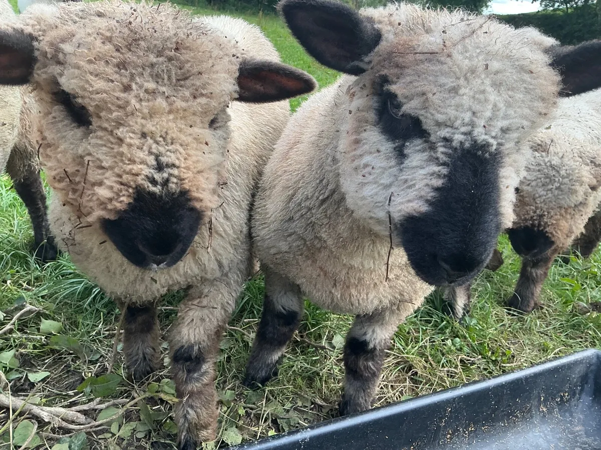 Pedigree Oxford Down - Rare breed Sheep - Image 4