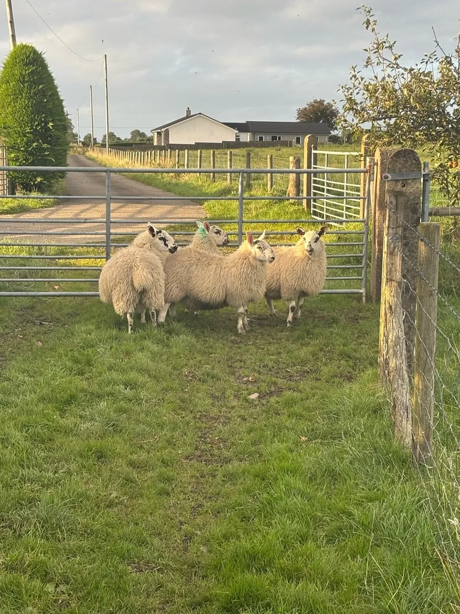 4 border Leicester crossed ewe lambs - Image 1