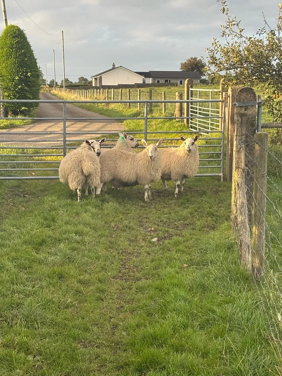 4 border Leicester crossed ewe lambs - Image 2