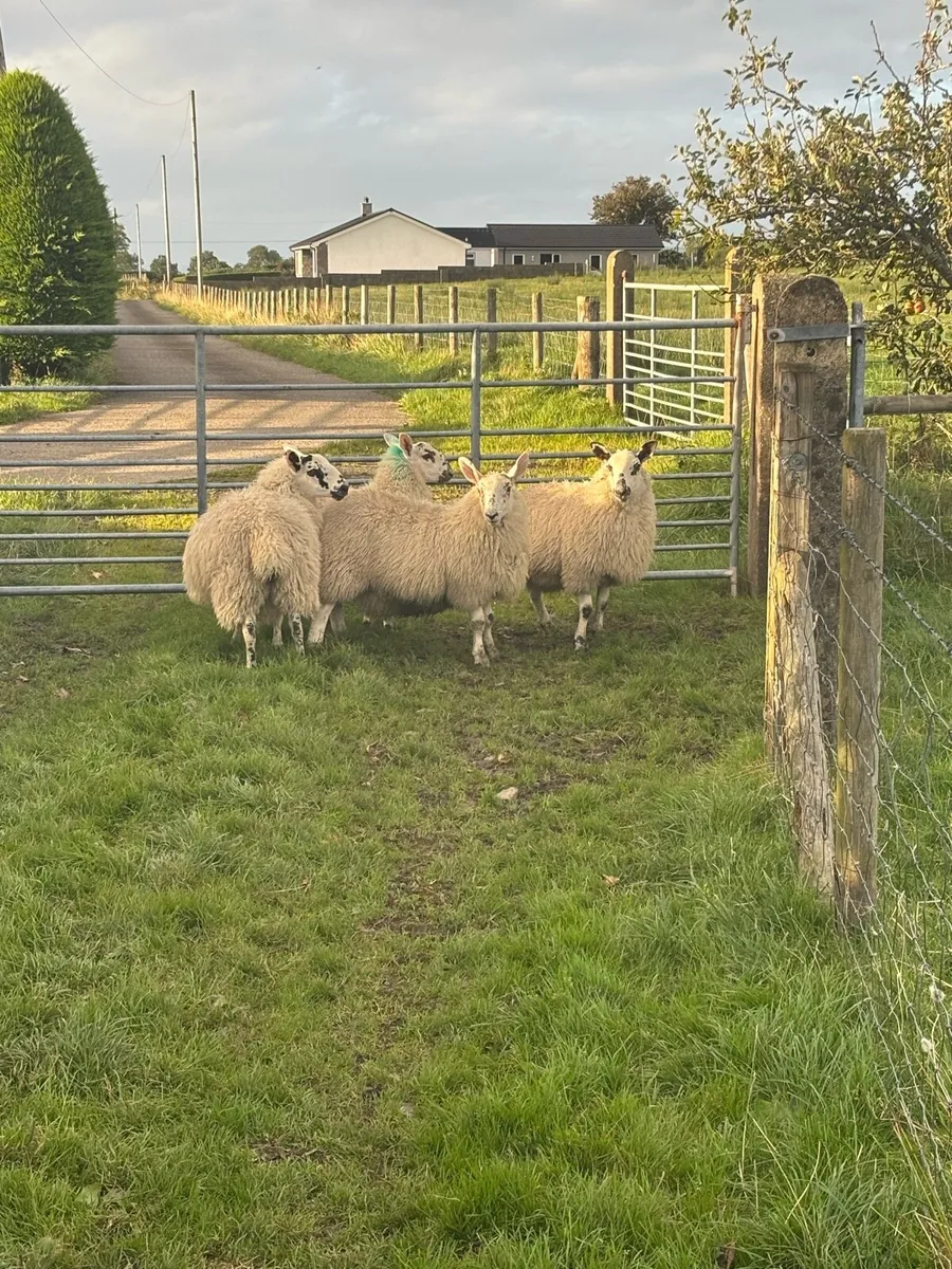 4 border Leicester crossed ewe lambs - Image 3