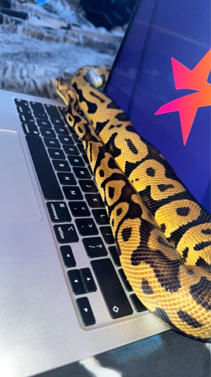 ROYAL PYTHON, CORN SNAKE, LEOPARD GECKO - Image 2