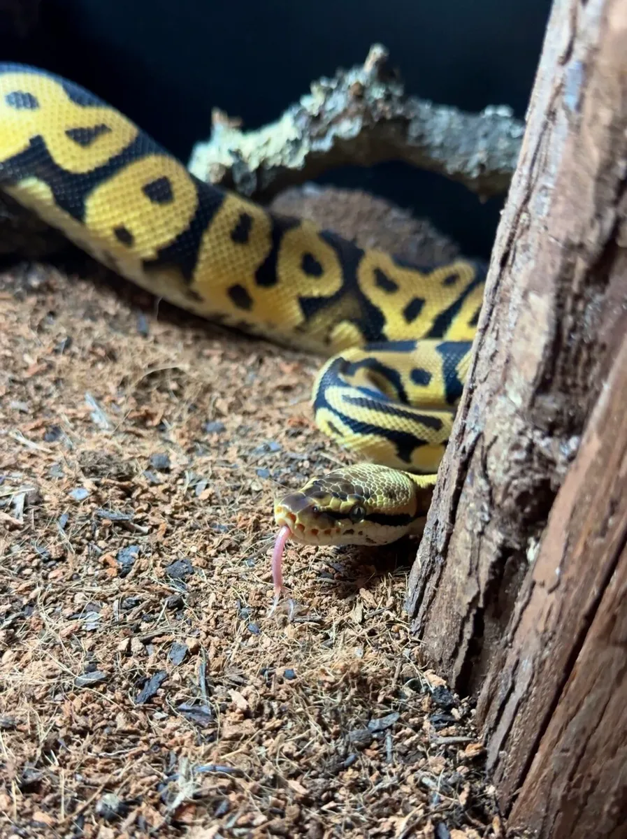 ROYAL PYTHON, CORN SNAKE, LEOPARD GECKO - Image 3