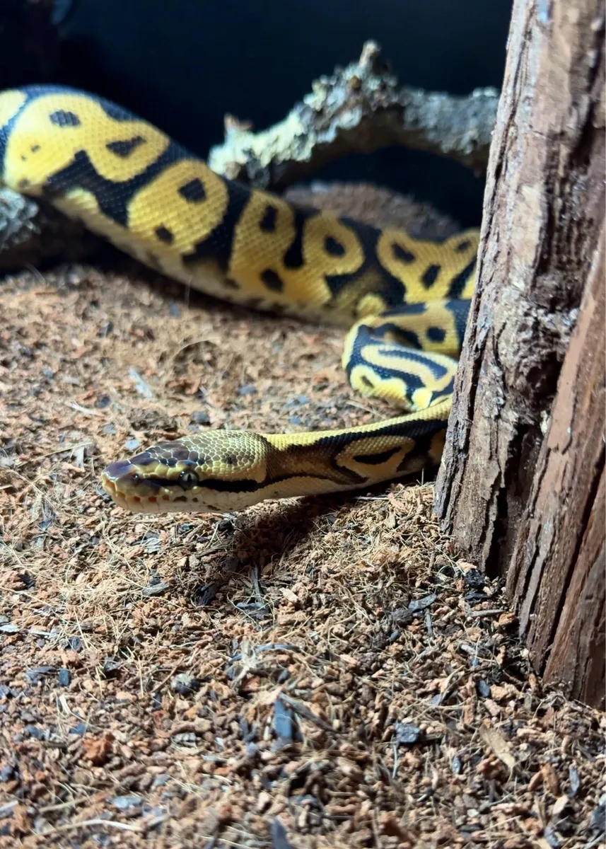 ROYAL PYTHON, CORN SNAKE, LEOPARD GECKO - Image 4