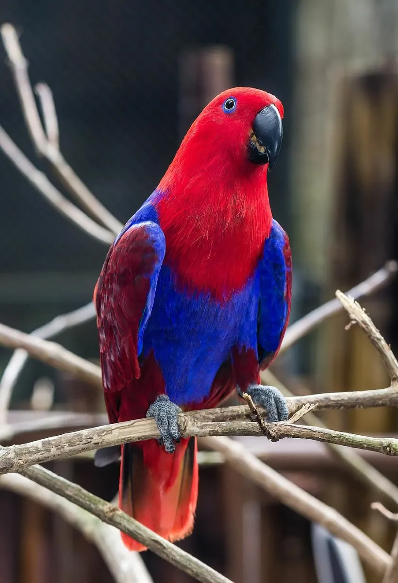 YELLOW WINGED AMAZON AND ECLECTUS - Image 1