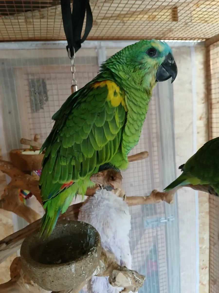YELLOW WINGED AMAZON AND ECLECTUS - Image 2