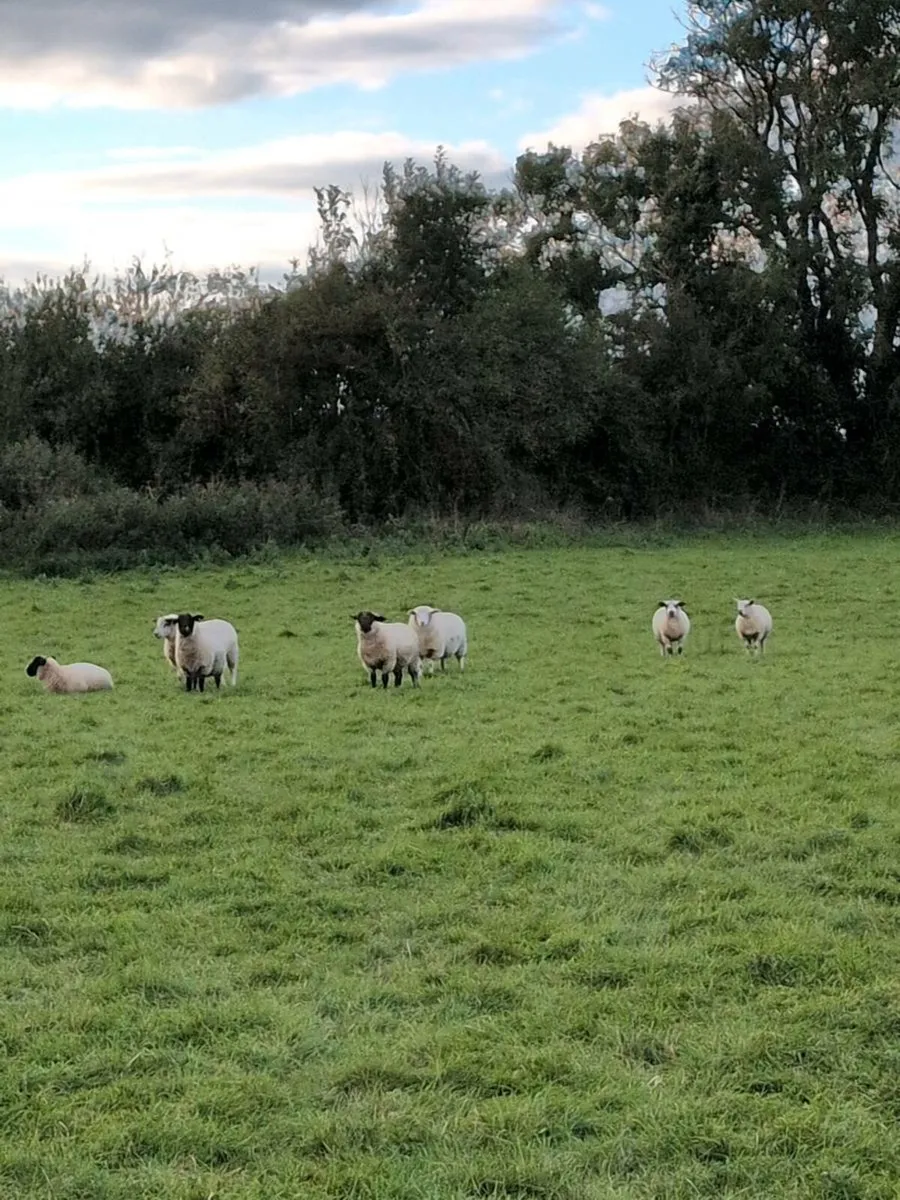 Lambs - Image 1