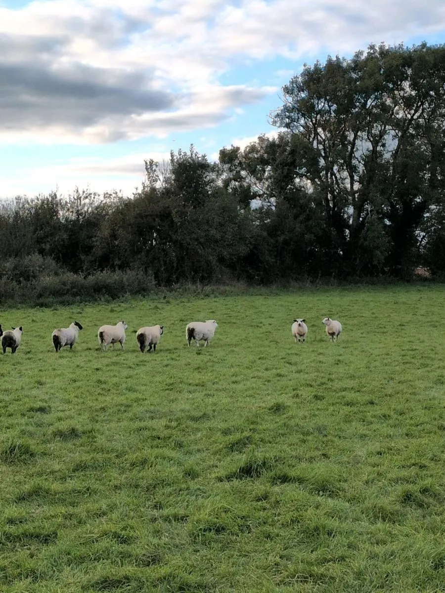 Lambs - Image 2