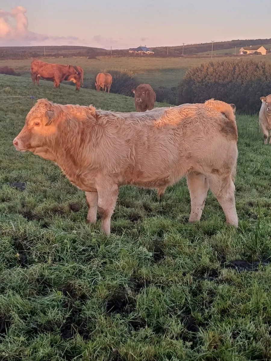3 AI Bred Charolais Weanlings Ennis Mart Tomorrow - Image 1