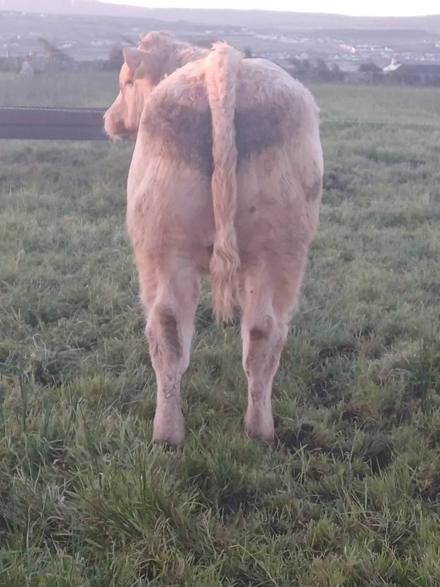 3 AI Bred Charolais Weanlings Ennis Mart Tomorrow - Image 2