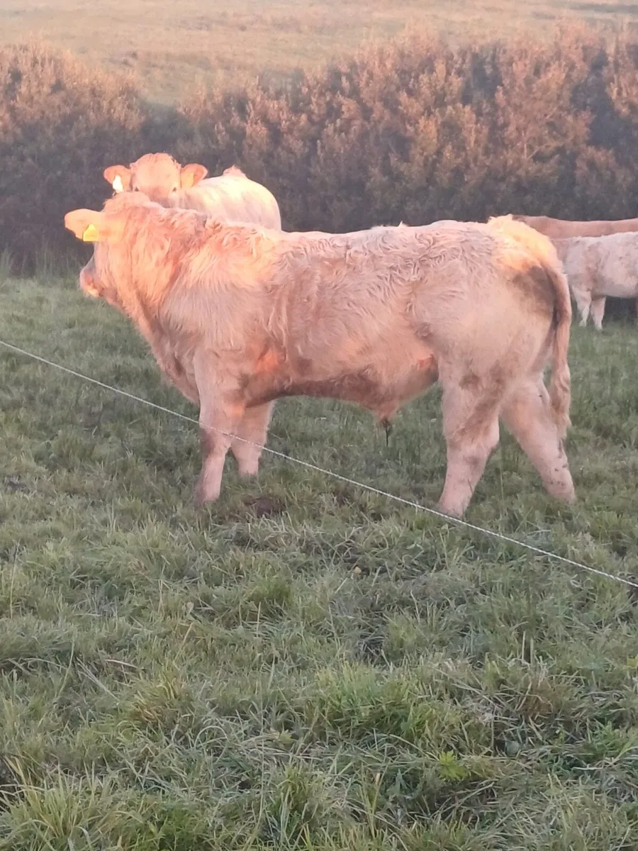 3 AI Bred Charolais Weanlings Ennis Mart Tomorrow - Image 3