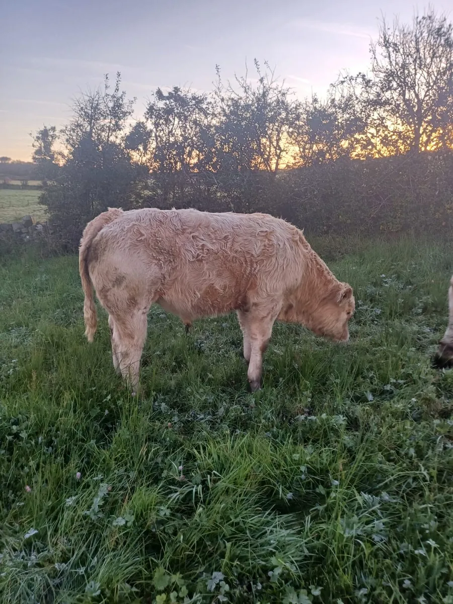 3 AI Bred Charolais Weanlings Ennis Mart Tomorrow - Image 4