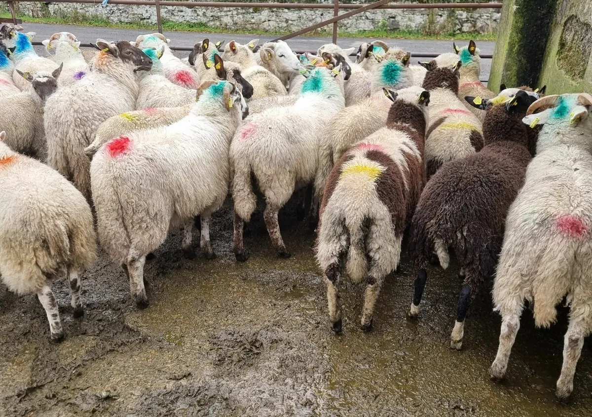 Store lambs