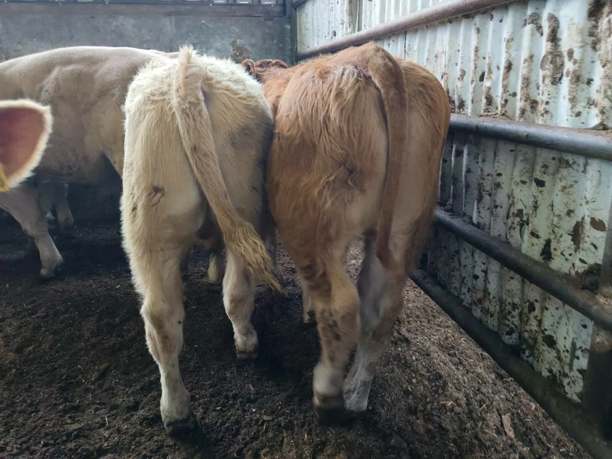 10 Super Bullock's. - Image 2
