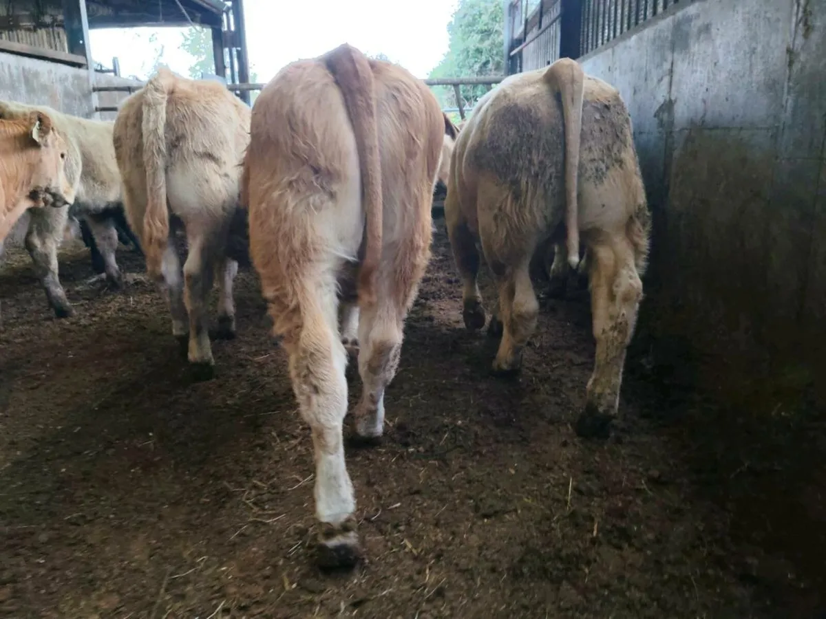 10 Super Bullock's. - Image 3