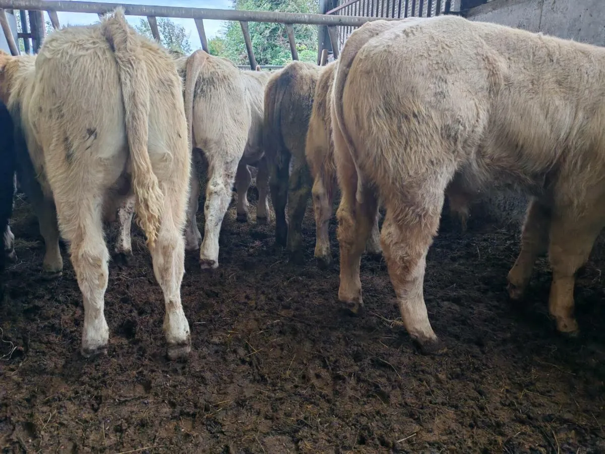10 Super Bullock's. - Image 4