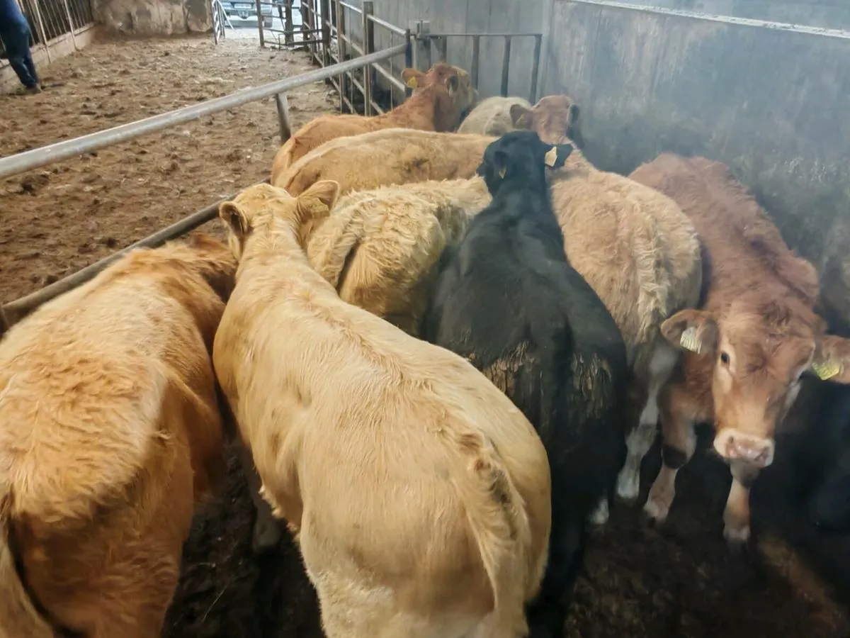 10 Super Bullock's. - Image 1