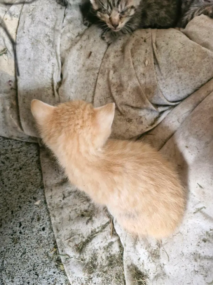 Kittens - Image 1