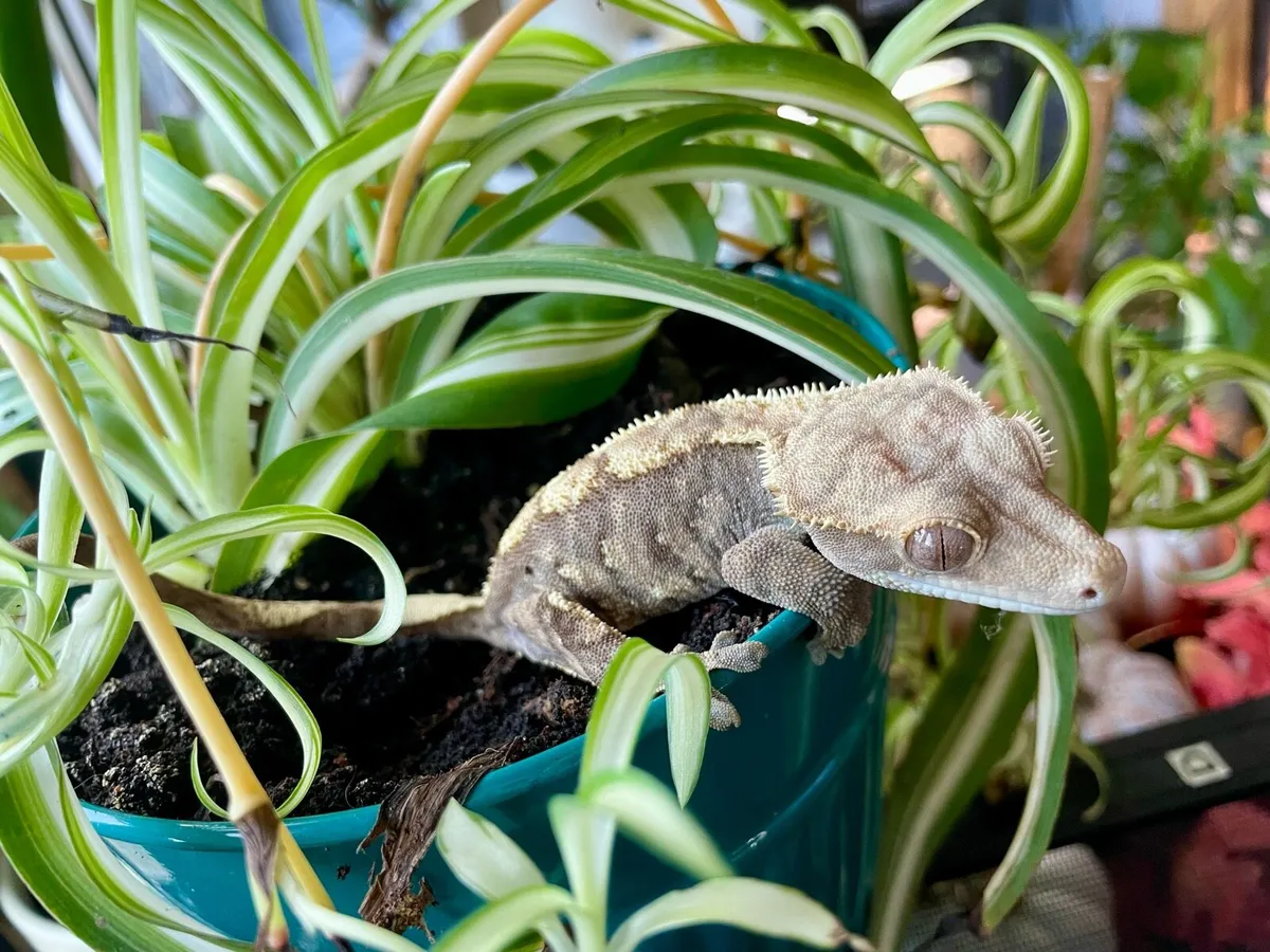 Crested geckos - Image 2