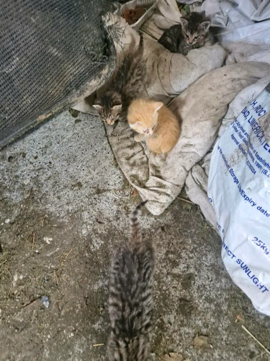 Kittens - Image 2