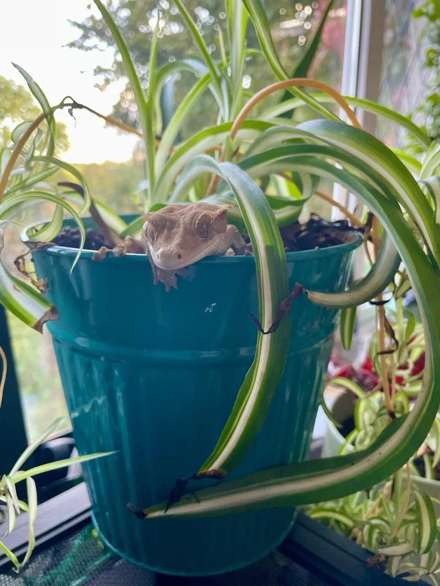 Crested geckos - Image 3