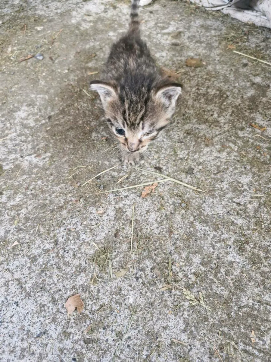 Kittens - Image 3