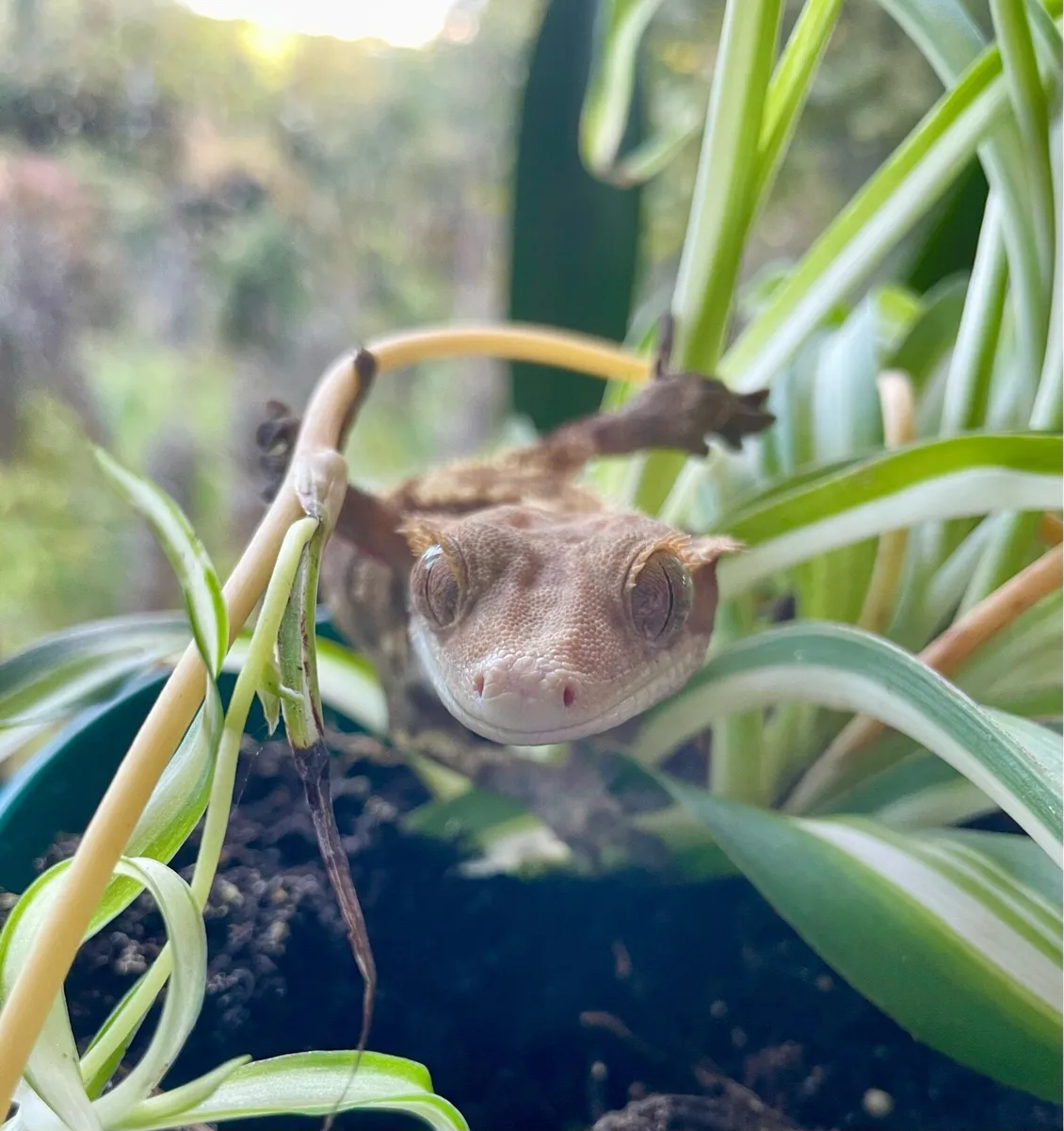 Crested geckos - Image 4