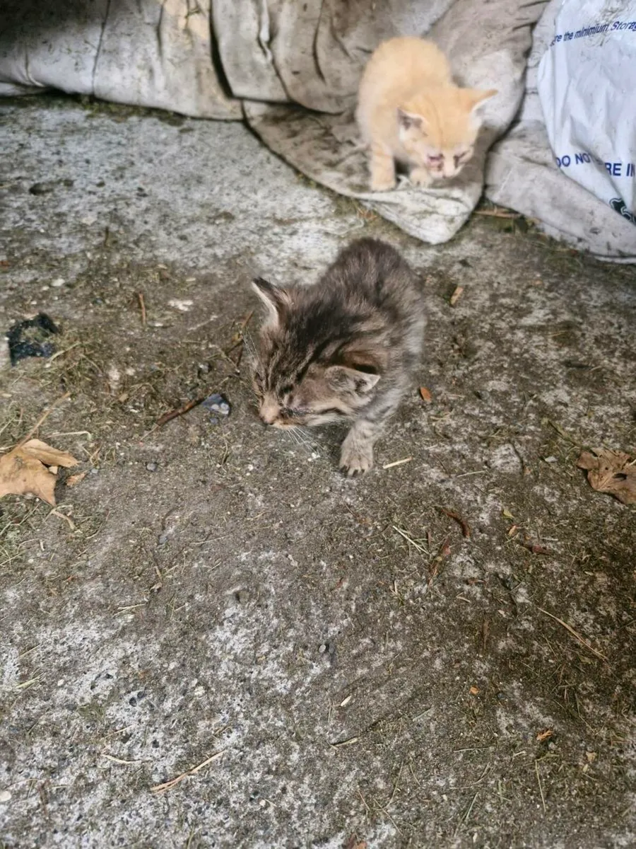 Kittens - Image 4