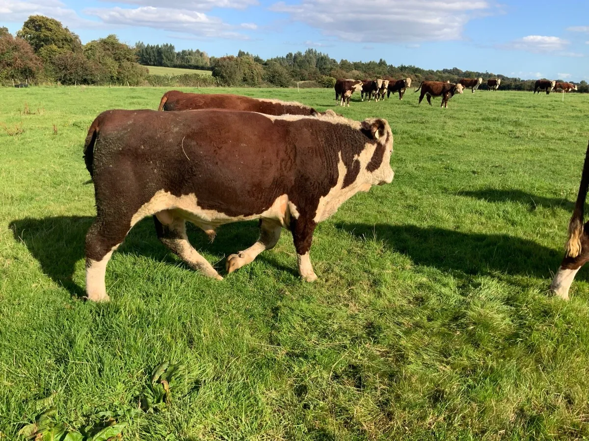 Hereford bulls for sale - Image 3