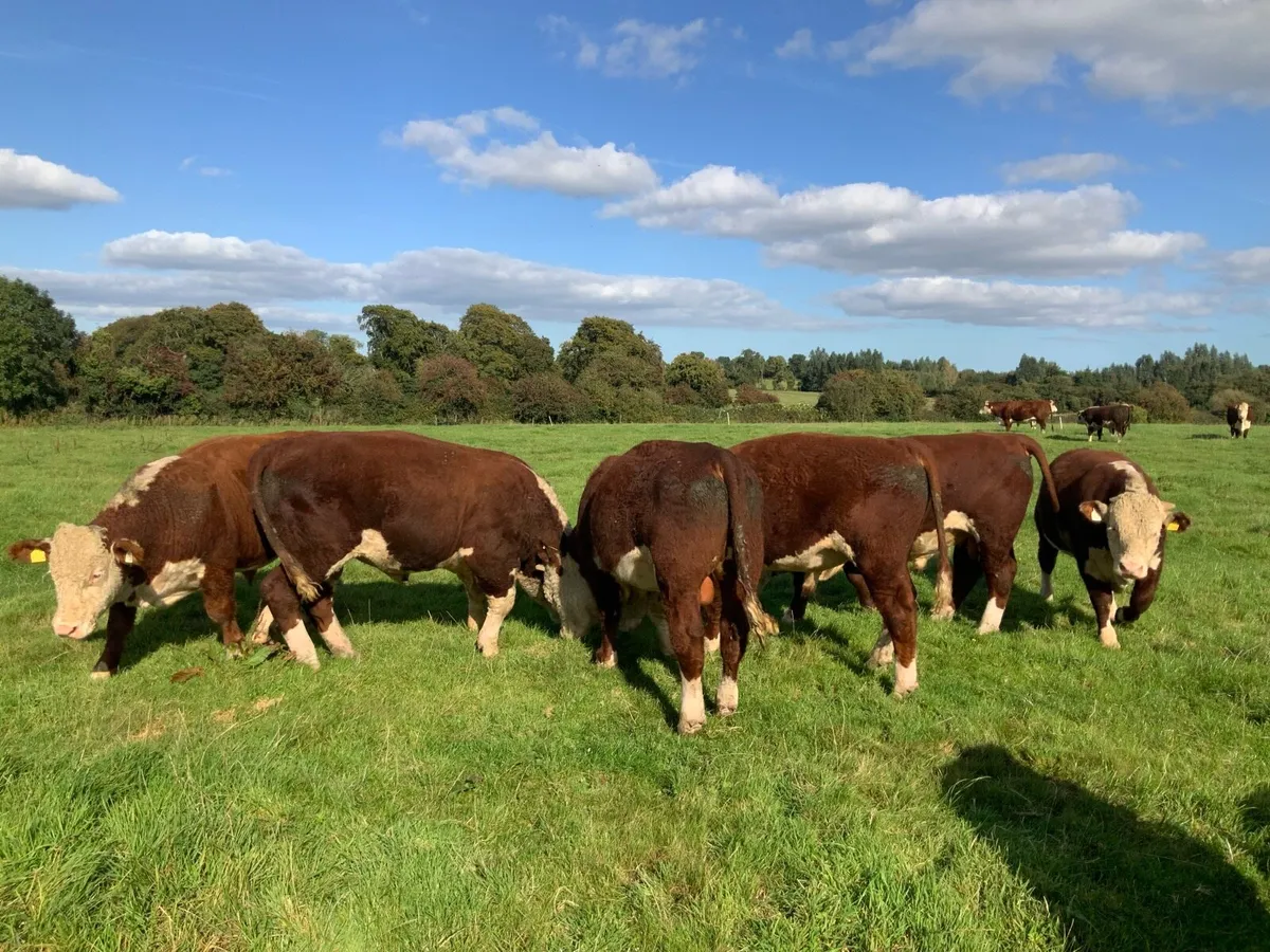 Hereford bulls for sale - Image 4