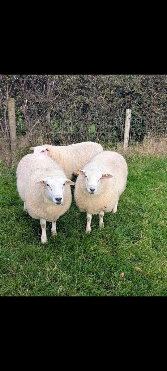 Pedigree Rams - suitable for sis scheme - Image 2