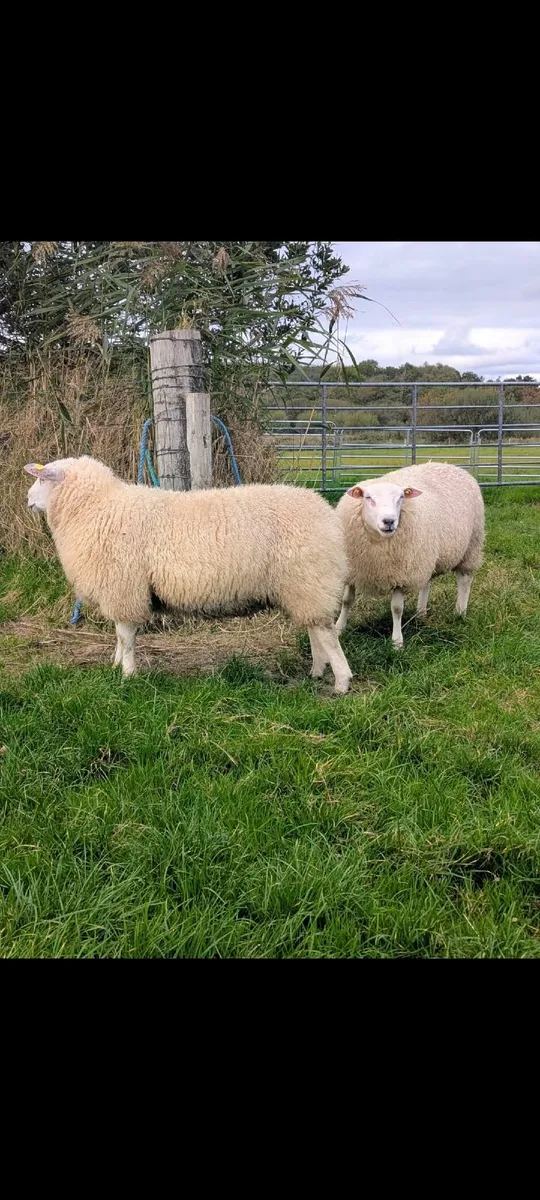Pedigree Rams - suitable for sis scheme - Image 4