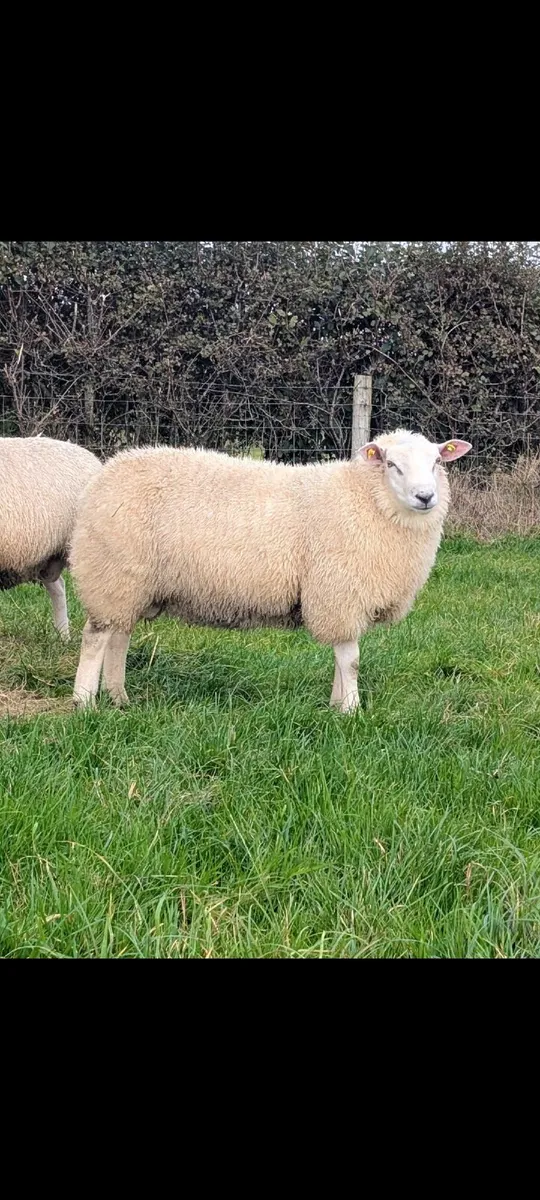 Pedigree Rams - suitable for sis scheme - Image 1