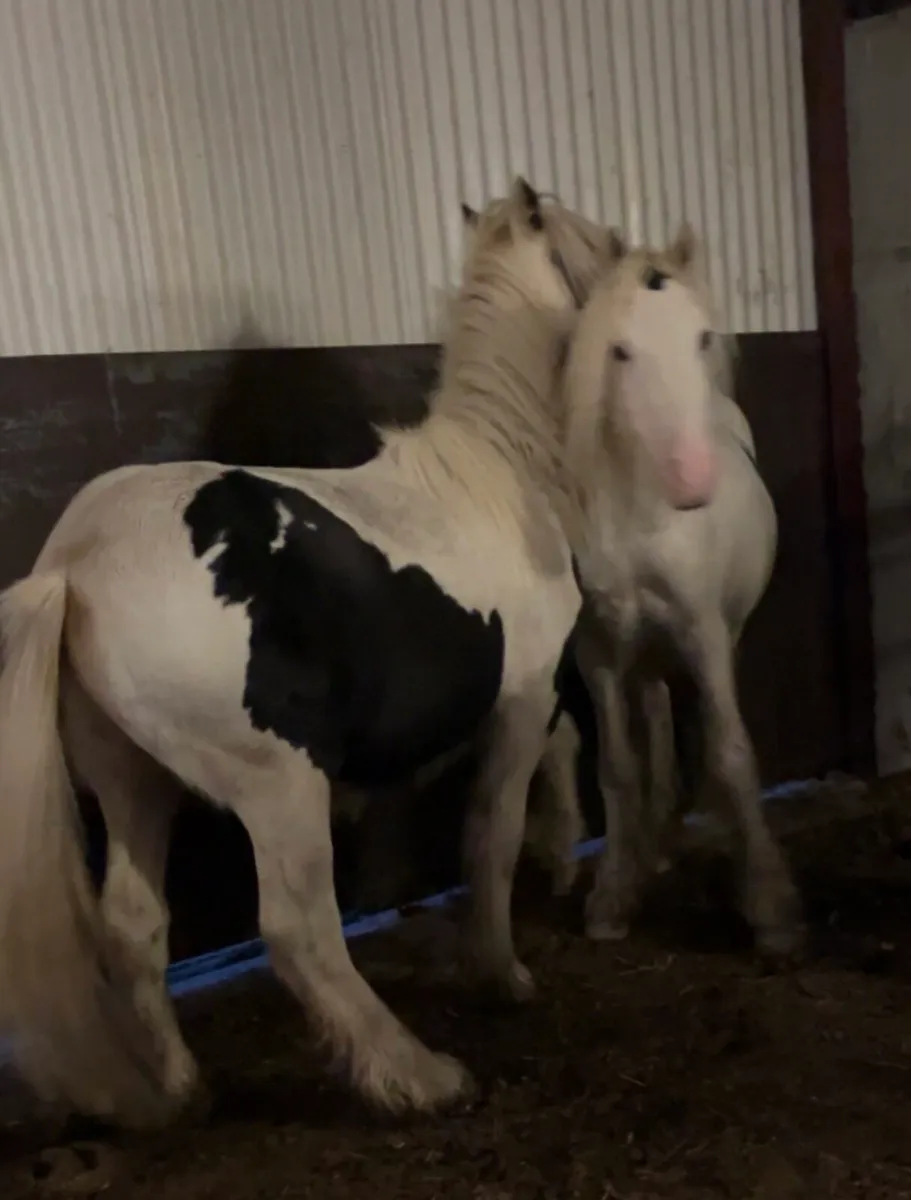 2 YEARLING COLTS - Image 3