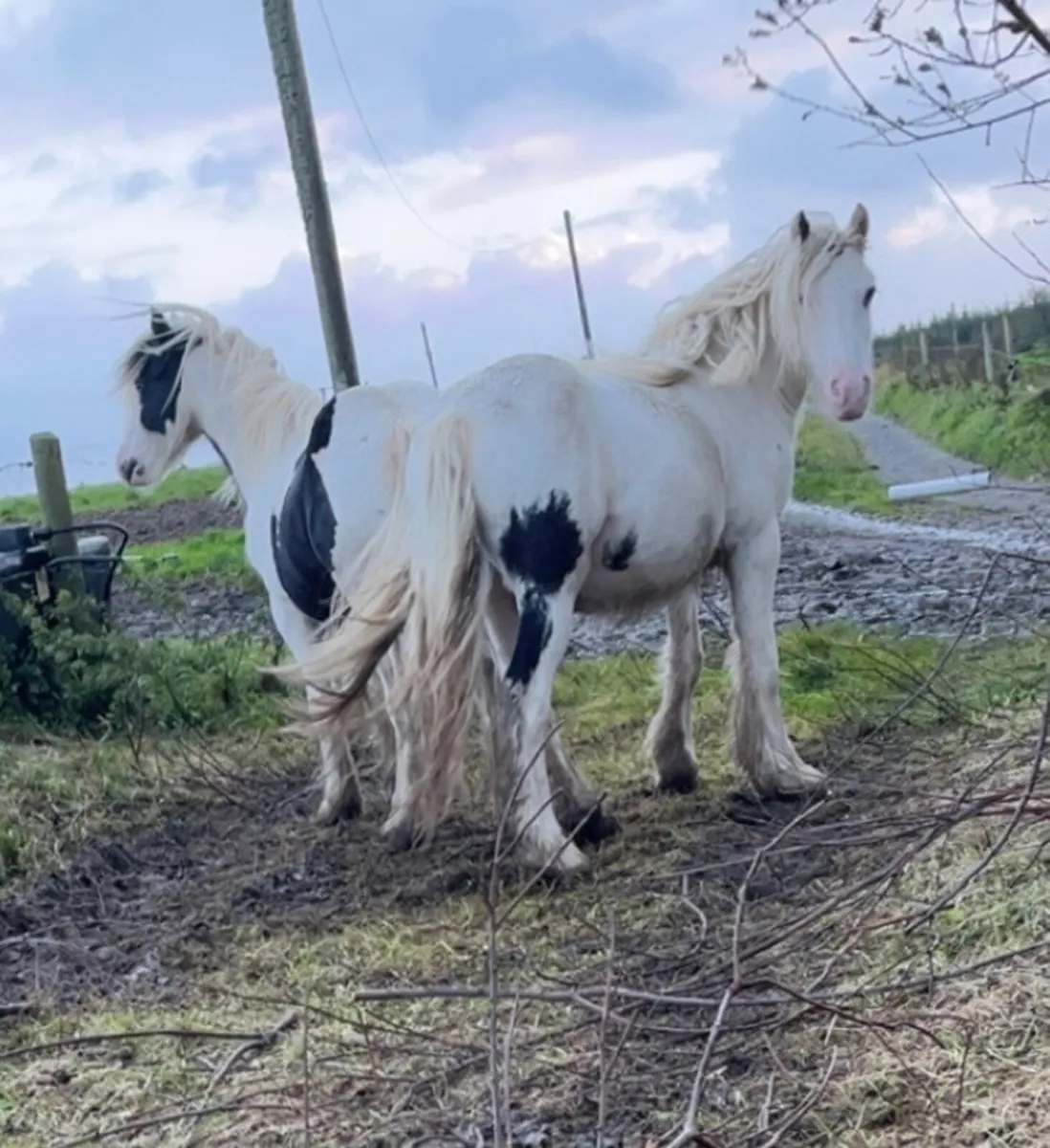2 YEARLING COLTS - Image 1