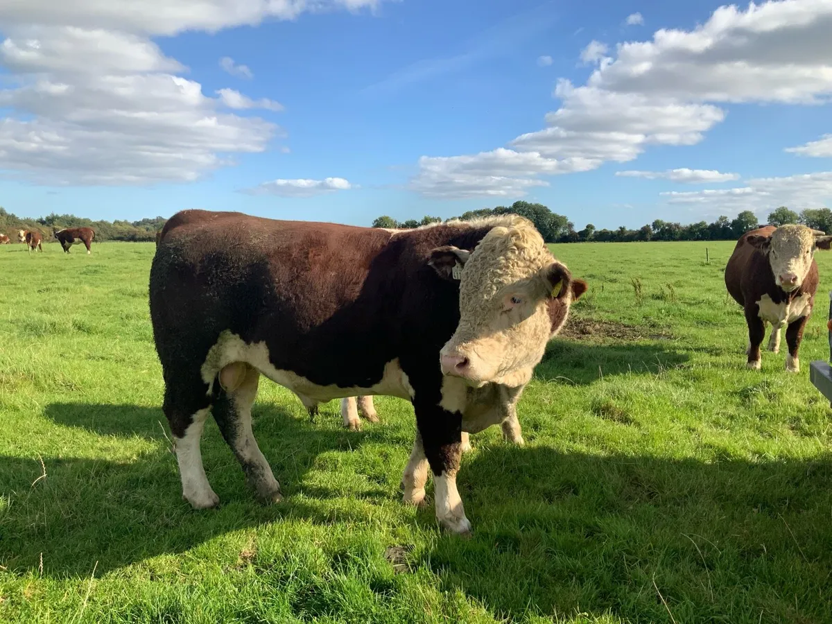 Hereford bulls for sale - Image 2