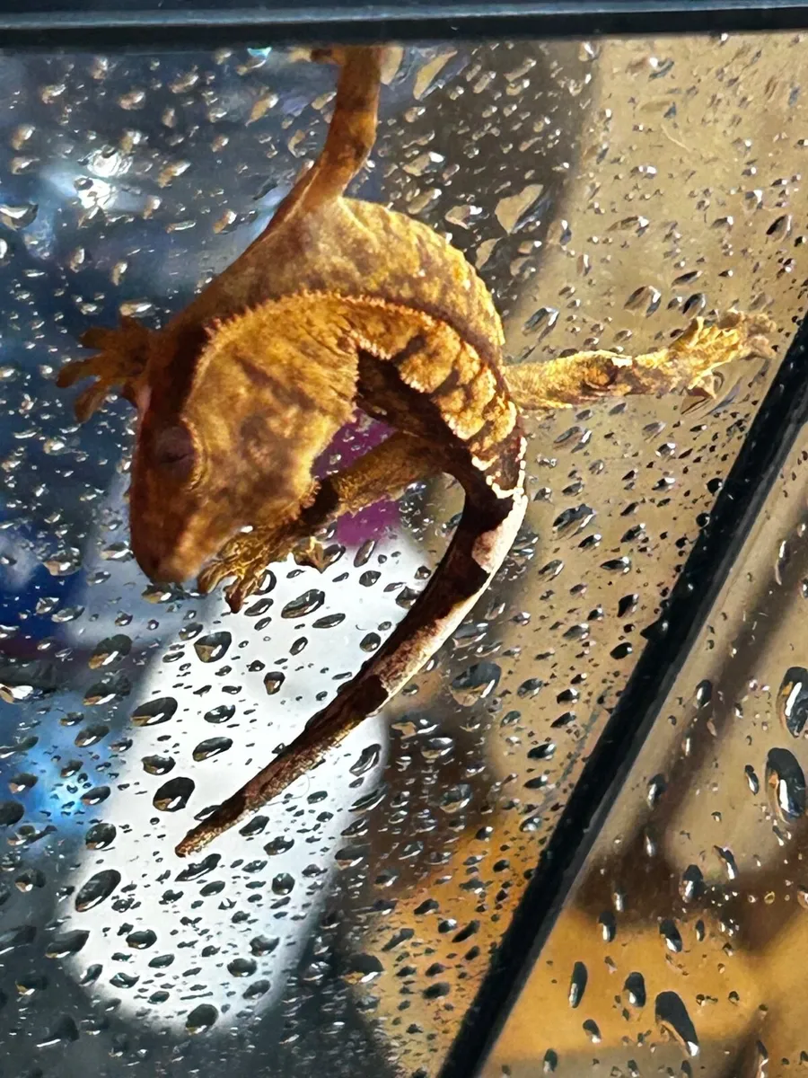 Gecko - Image 2