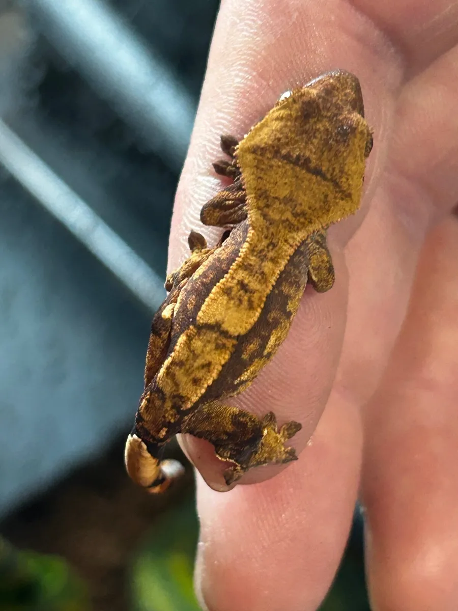 Gecko - Image 3