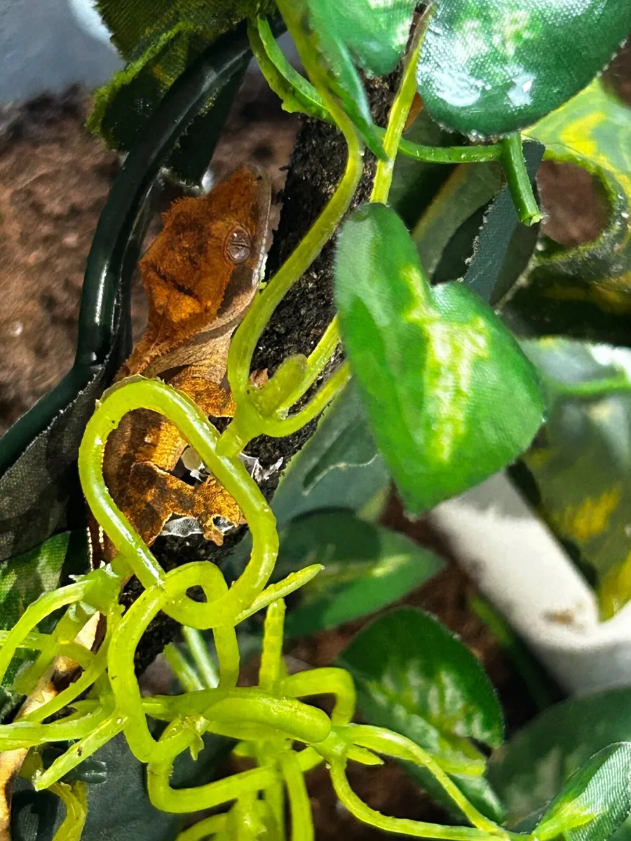 Gecko - Image 4